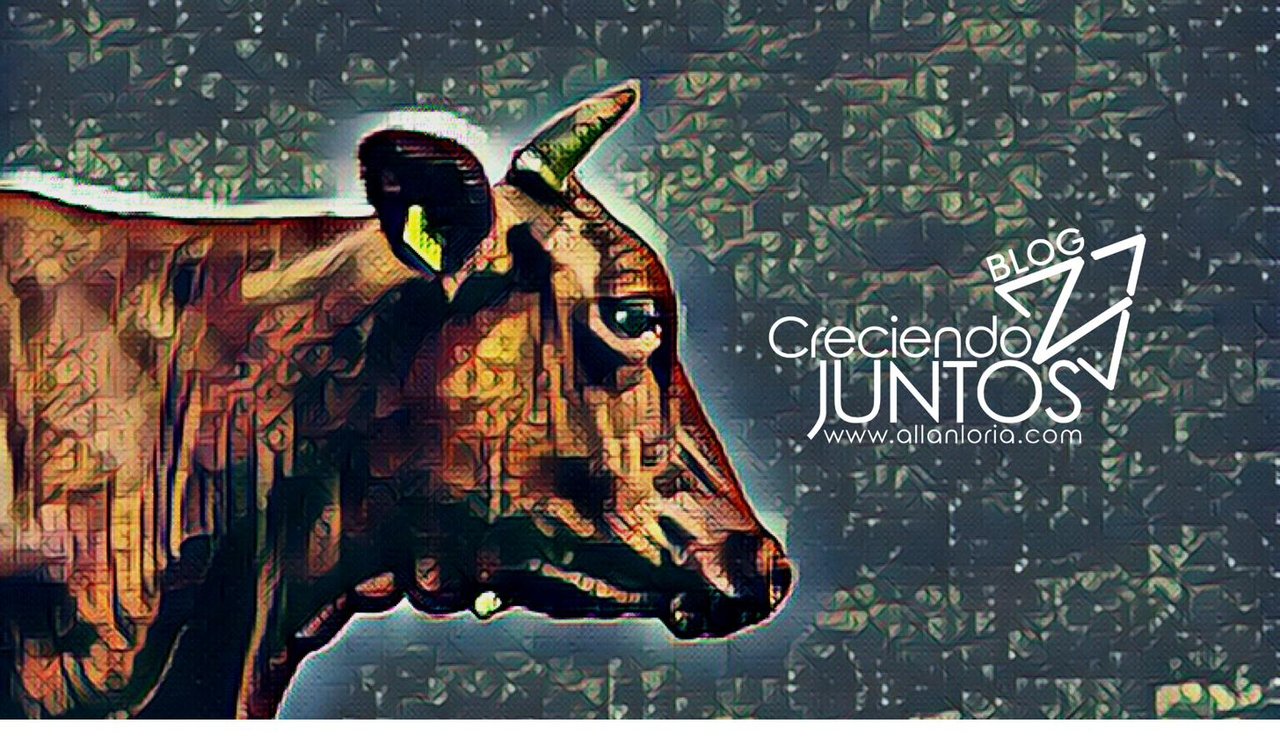 La vaca no da leche